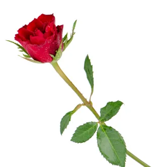 Rosa Sant Jordi + complementos (para montarlo tú mism@)